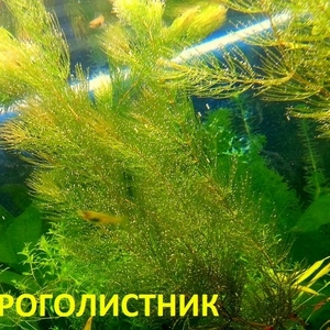 Роголистник --- аквариумное растение и много разных растений... - Рыбк