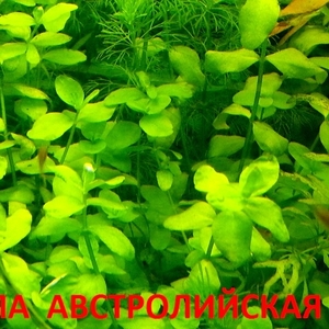 Бакопа австролийская -- аквариумное растение и другие растения-