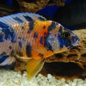 Аулуноакара Мармеладная 