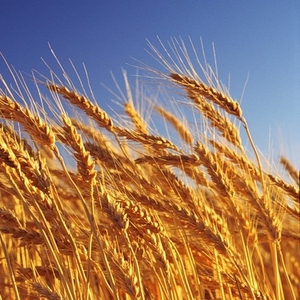 пшеницу , организация закупает по хорошей цене, постоянно