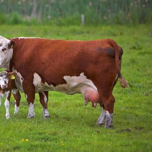 Премиксы для коров,  телят,  молодняка КРС с дисконтом