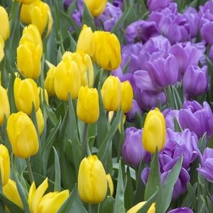 Лучшие тюльпаны к 8 марта оптом и в розницу