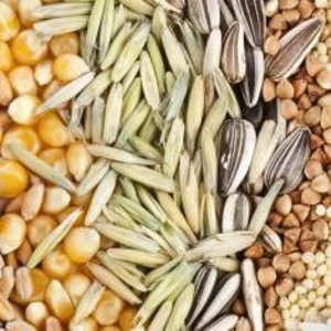 Куплю зерно,  семена,  кормовые добавки