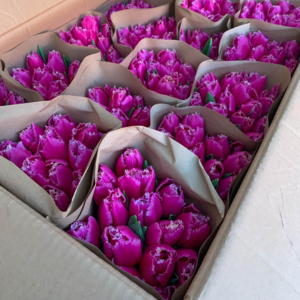 Тюльпаны оптом 2022 - купить за 1, 50 руб в Минске