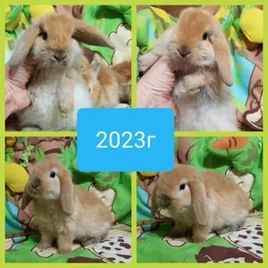 Мимишные ушастики, символ 2023г/кролики декоративные.
