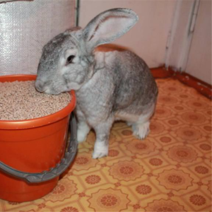 Комбикорм для кроликов,  купить в Минске с Доставкой