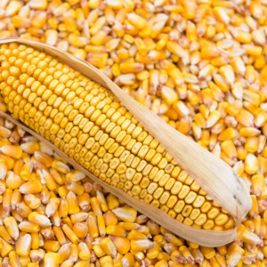 Кукуруза,  купить зерно в Минске с Доставкой