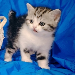 Котята девочки шотландские.