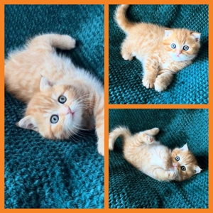 Шотландский солнечный котенок.
