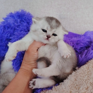 Шотландские котята в резерв.
