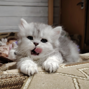 Котенок шиншилленок, шотландский.