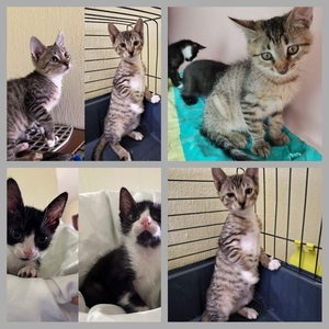 Котята бесплатно.большй выбор.