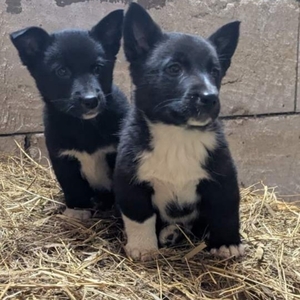 Щенки бесплатно.в добрые ручки.