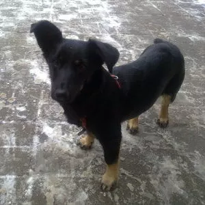 Найдена собака