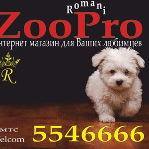 Зоотовары для кошек и собак (магазин ZooPro)