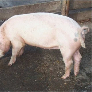 свинина живой убойный вес 