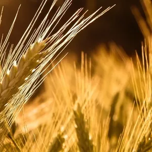 зерно фуражное: ячмень,  пшеница