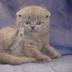 Британские котята-Вислоухие и Прямоухие-лиловый, голубой, чёрный, шоколад