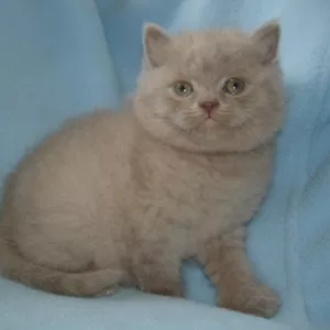 Британские котята-голубой, лиловый, вискас и Вислоухий красно-коричнеый