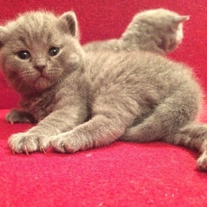 Британские короткошерстные котята лилового и голубого окраса 
