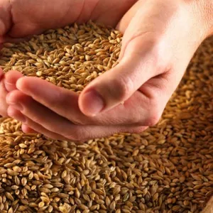 Зерно фуражное пшеница-кукуруза-ячмень-овёс,  только оптом - юр. лицу 