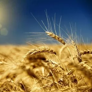 Реализуем зерно урожая 2015 года в больших объёмах