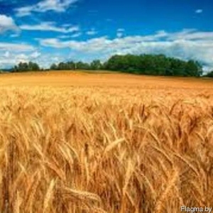 Продаем пшеницу рожь тритикале ячмень Витебская Гродненская Минская области
