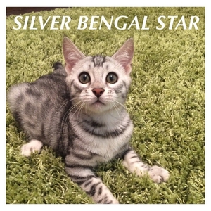Бенгальский котёнок из питомника Silver Bengal Star 