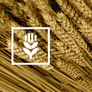 Реализуем пшеницу фуражную