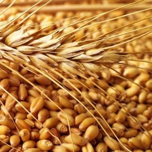 Зерновые культуры: пшеница,  ячмень,  рожь,  овес,  тритикале и другие. 