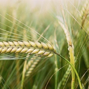 Куплю зерно фуражное (пшеница,  ячмень) от 25т,  самовывоз