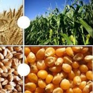 Кукуруза,  пшеница фуражная
