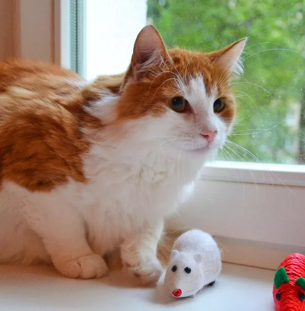 Рыжик-шикарный рыжий кот в дар! 6
