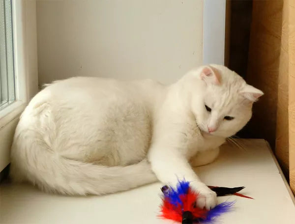 Снежок-кот белоснежного окраса в дар! 4
