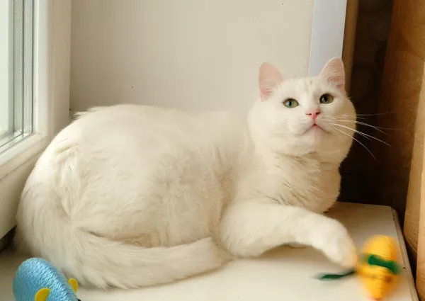 Снежок-кот белоснежного окраса в дар! 3