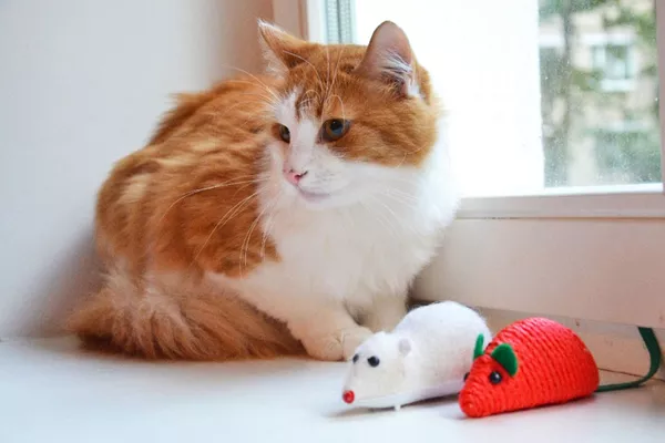 Коты-красавцы в дар (белый и рыжий)! 11