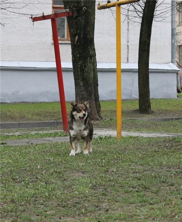 Отдам кобеля,  желательно в деревню