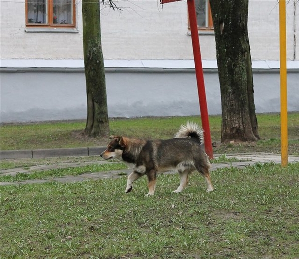 Отдам кобеля,  желательно в деревню 2