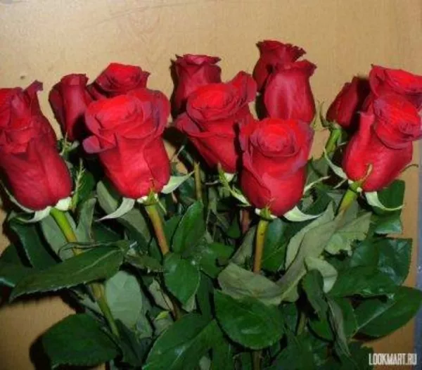 Розы оптом по доступным ценам...