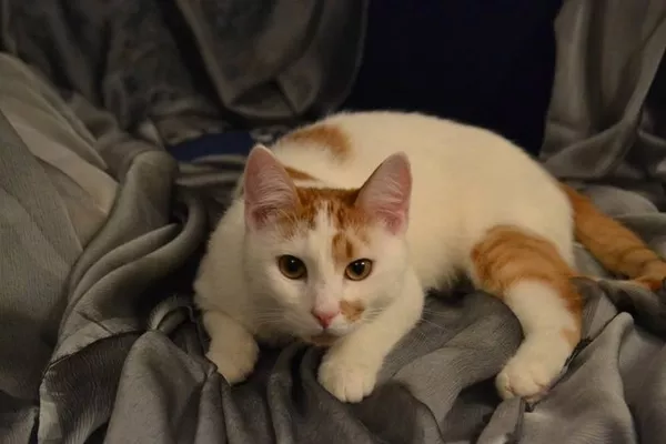 Котенок Чубайс в дар - белый с рыжим котенок с «сердечком» на щеке 3