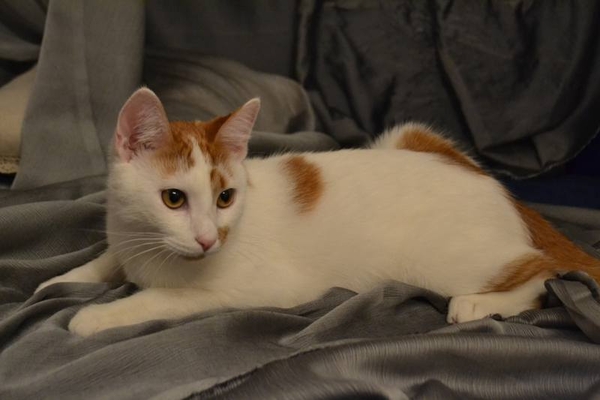 Котенок Чубайс в дар - белый с рыжим котенок с «сердечком» на щеке 2