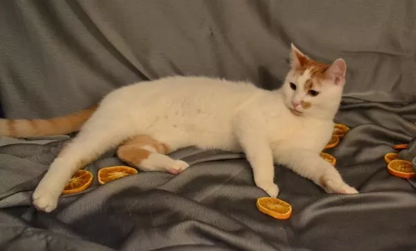 Котенок Чубайс в дар - белый с рыжим котенок с «сердечком» на щеке