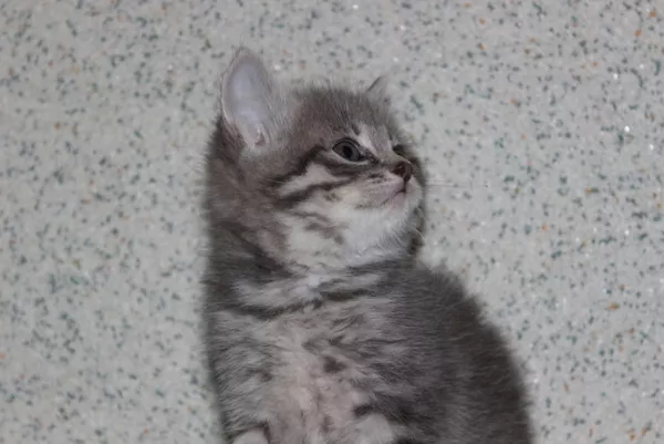 Британская кошка голубой пятнистый серебристый табби. 2