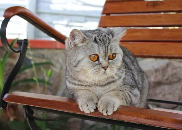 Британская кошка голубой пятнистый серебристый табби. 3