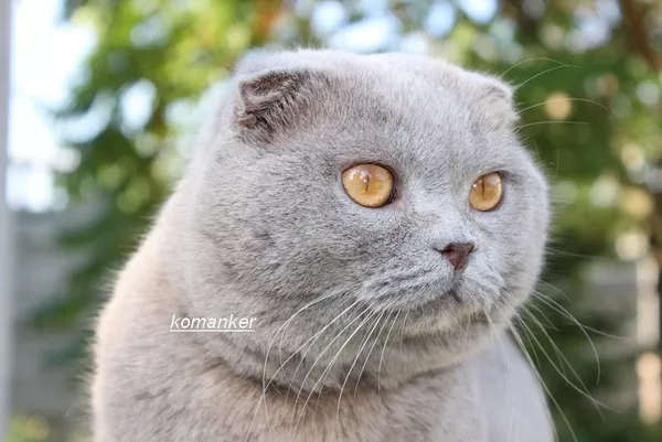 Британская кошка голубой пятнистый серебристый табби. 4