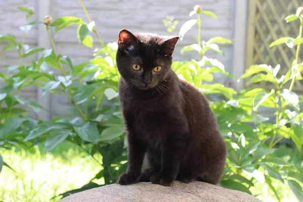 Британский котёнок кот окрас чёрный в Минске. 2