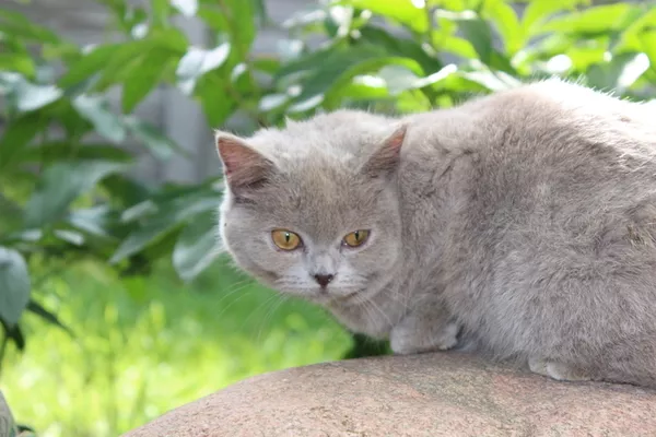 Британский котёнок кошка в Минске. 2