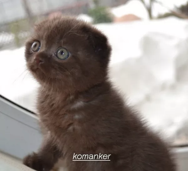Скоттиш фолд котята шоколадного окраса в Минске.