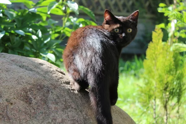 Британский котёнок кот окрас чёрный в Минске.