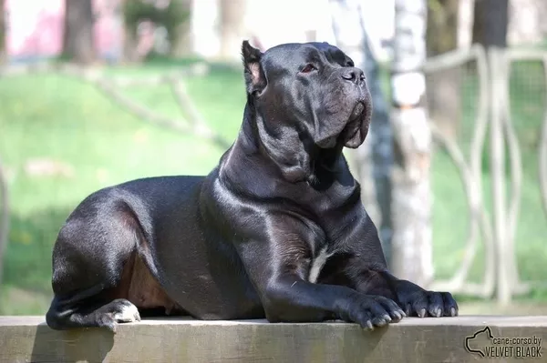 Щенки Кане Корсо от интернационального чемпиона 2